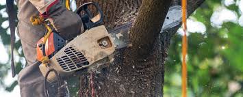 Best Palm Tree Trimming  in Woodbury, NJ