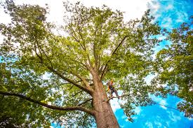 Best Storm Damage Tree Cleanup  in Woodbury, NJ