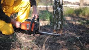 Best Tree Risk Assessment  in Woodbury, NJ