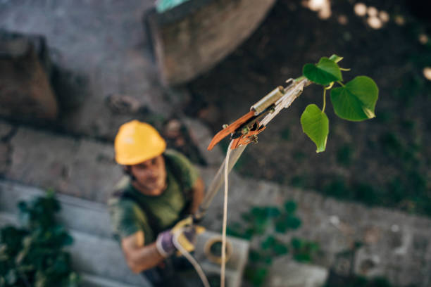Reliable Woodbury, NJ Tree Services Solutions