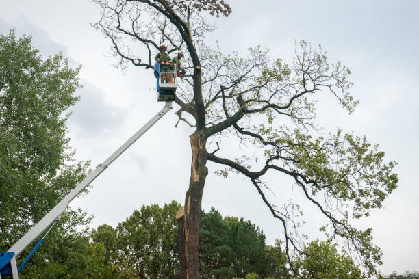 Best Hedge Trimming  in Woodbury, NJ