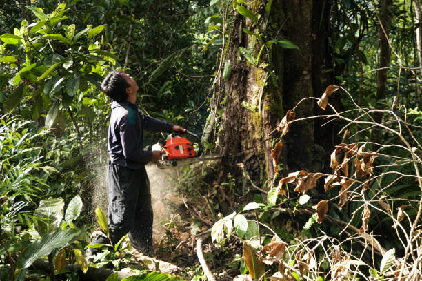 Best Commercial Tree Services  in Woodbury, NJ