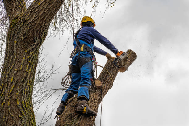 How Our Tree Care Process Works  in  Woodbury, NJ