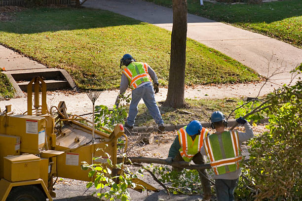 Best Arborist Consultation Services  in Woodbury, NJ