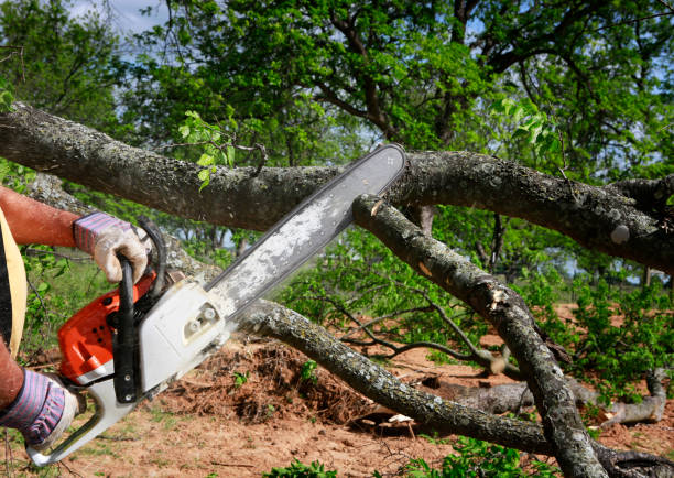 Best Lot and Land Clearing  in Woodbury, NJ